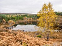 John Trower Wood