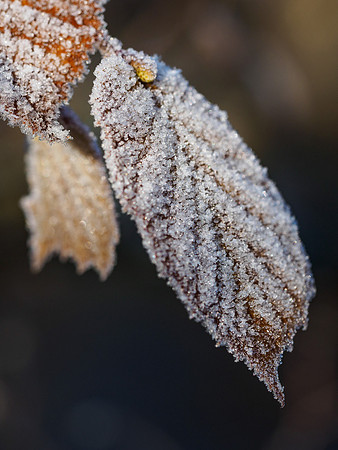 Frozen Foliage