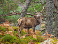 Red Deer Stags - Glen Cannich