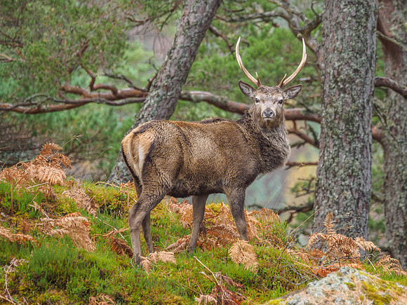 Red Deer Stags - Glen Cannich