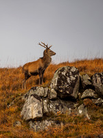 Red Deer Stag, Glen Cannich