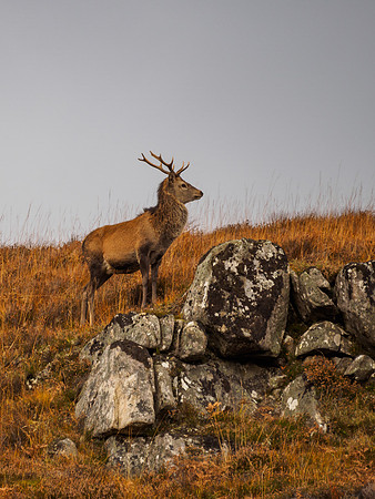 Red Deer Stag, Glen Cannich