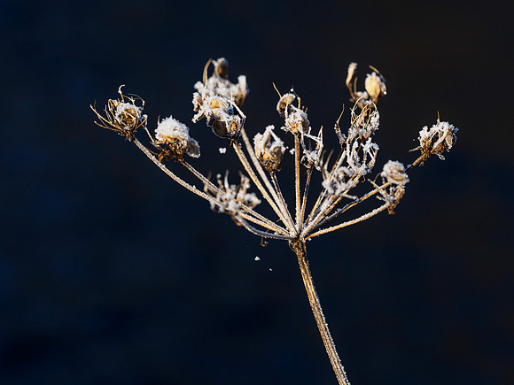 Frozen Foliage