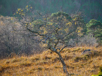 Autumn Clinging On