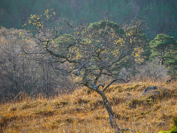 Autumn Clinging On