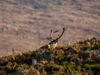 Red Deer Stag, Glen Cannich