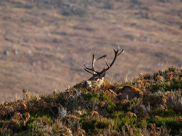 Red Deer Stag, Glen Cannich