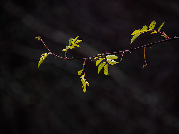 Wild Rose