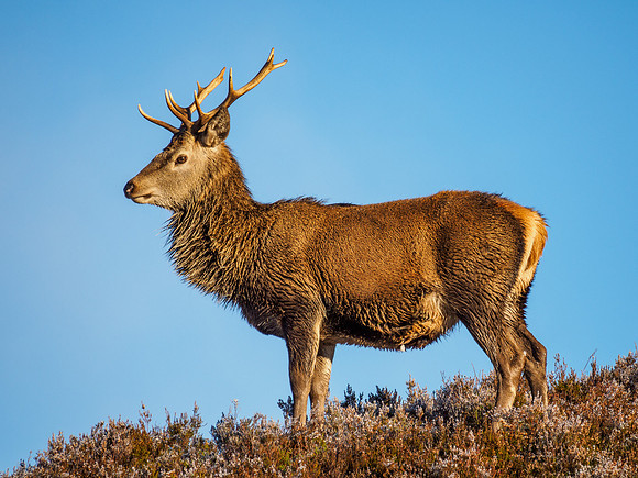 Red Deer Stag