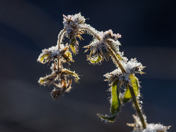 Frozen Foliage