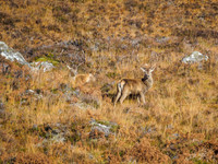 Red Deer Stag, Glen Cannich