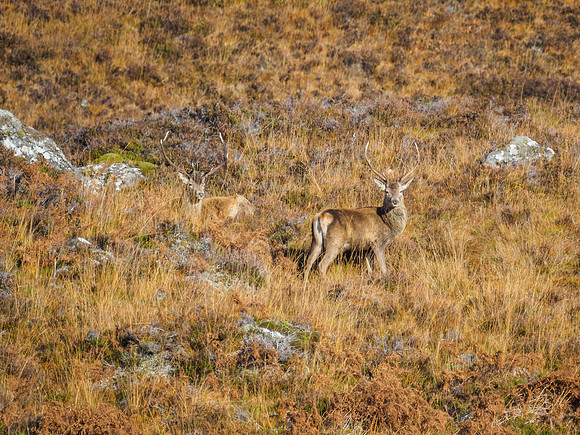 Red Deer Stag, Glen Cannich