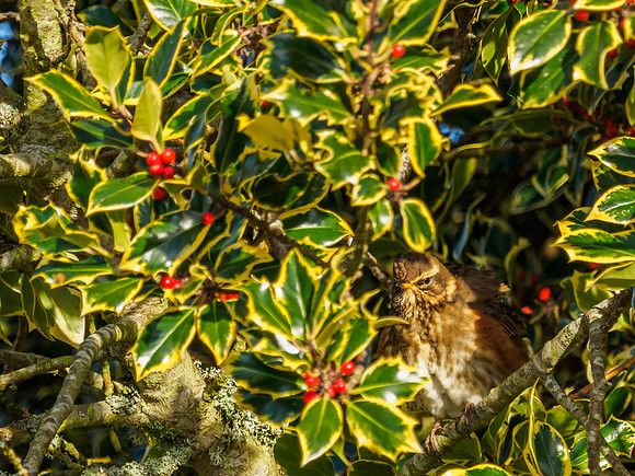 Bird in the Bush