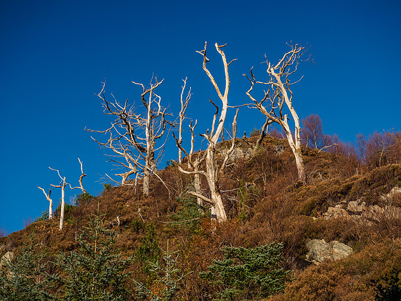 Valley of the Dead Pines