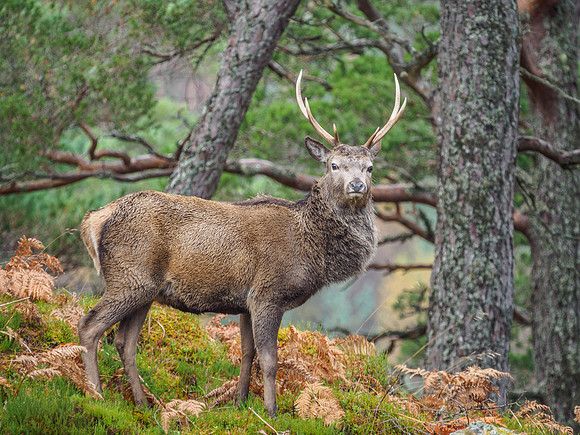 Red Deer Stags - Glen Cannich