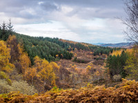 John Trower Wood