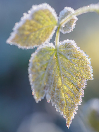 Frozen Foliage