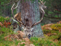 Red Deer Stags - Glen Cannich