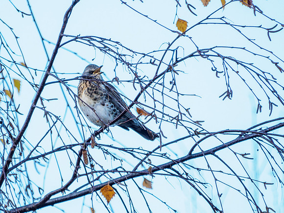 Fieldfare - Turdus pilaris