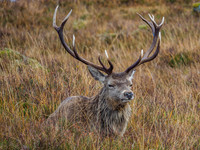 Red Deer Stags - Glen Cannich