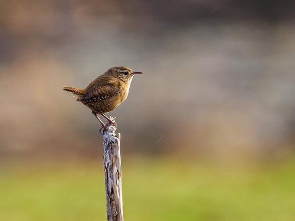 Wren