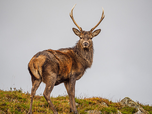 Red Deer Stags - Glen Cannich