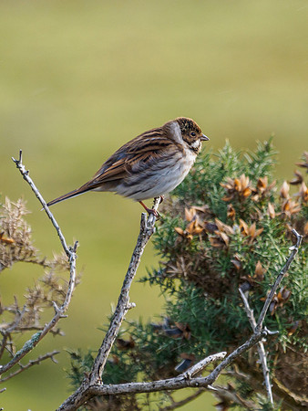 Female Reed Bunting