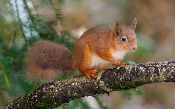 Red Squirrel (Sciurus vulgaris)