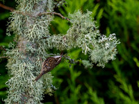 Tree Creeper (Certhia familiaris)