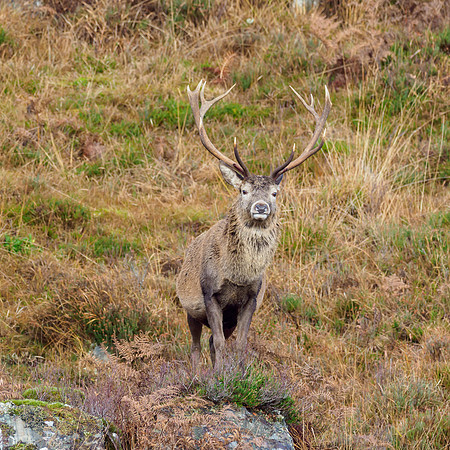 Red Deer (Cervus Elephus)