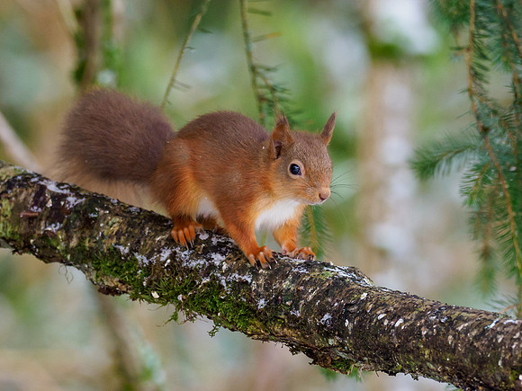 Red Squirrel (Sciurus vulgaris)