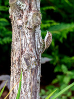 Tree Creeper (Certhia familiaris)