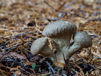 20211109-Balmacaan Wood-EM525392