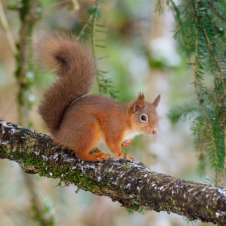 Red Squirrel (Sciurus vulgaris)