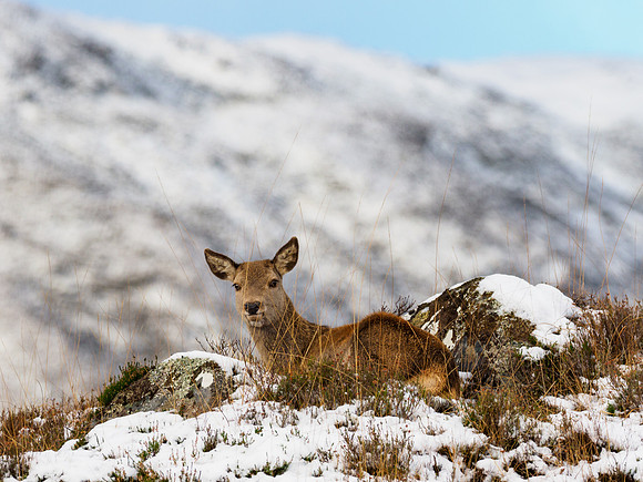 Young Red Deer