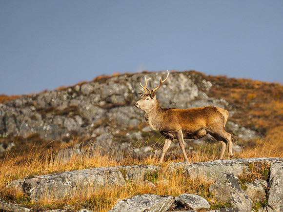 Red Deer Stag, Glen Cannich