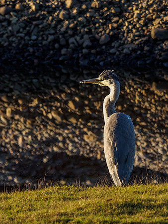 Grey Heron