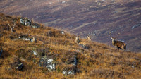 Red Deer Stags - Glen Cannich