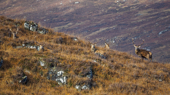 Red Deer Stags - Glen Cannich