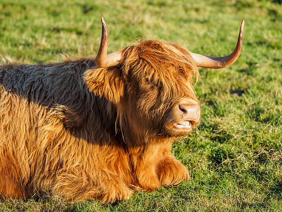 Highland Cows at Arnisdale House