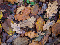 20211109-Balmacaan Wood-EM525398
