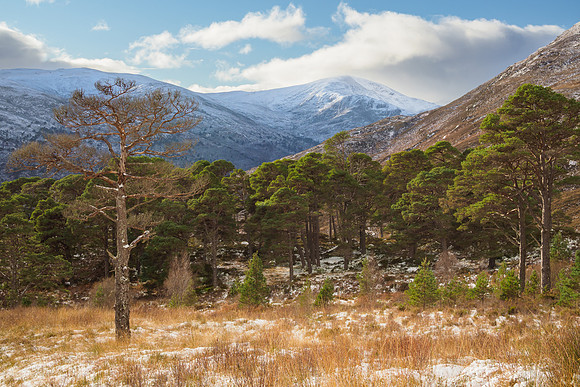 Glen Cannich
