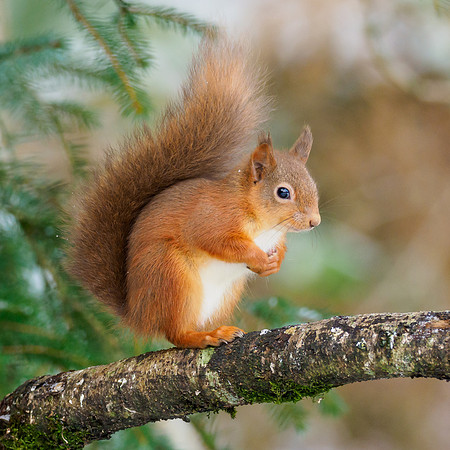 Squawking, Squabbling Squirrels