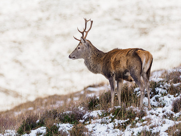 Red Deer Stag (Cervus elaphus)