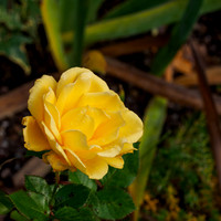 20211109-Balmacaan Wood-EM525402