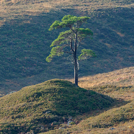 20211121-Glen Cannich-EM123832