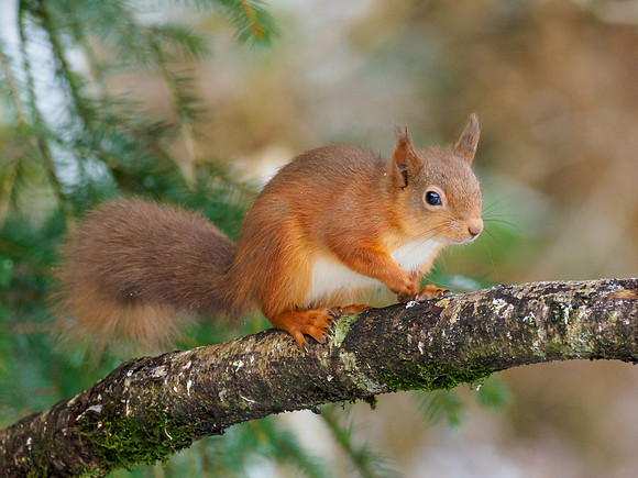 Red Squirrel (Sciurus vulgaris)