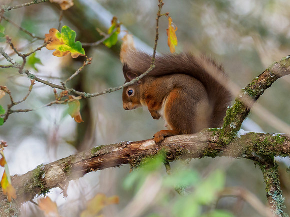 Red Squirrel (Sciurus vulgaris)