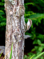Tree Creeper (Certhia familiaris)