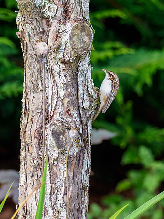 Tree Creeper (Certhia familiaris)